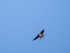 Swallow
