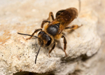 Andrena bucephala (f)