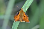 Large Skipper