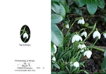 Winter 2. Snowdrops