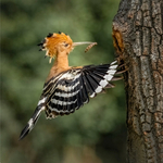 Print - Bronze -Jan Sullivan - Food for the nest