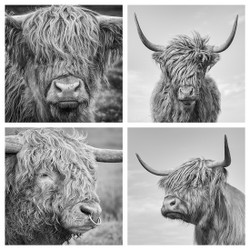 Highland Cows