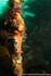 UML002: World on a kelp stem