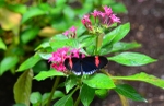 Postman Butterfly