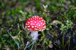 Amanita muscaria mushroom-2919