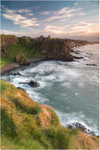 Sea Pinks at Dunluce Castle (IMG1262)
