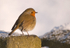Robin