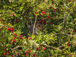 Grey Squirrel