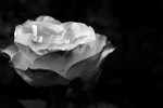the white rose