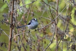 Long-tailed Tit