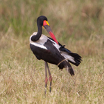 Saddle-billed Stork (male) preening
