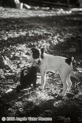 Pets and People portfolio