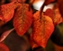 autum leaves 4