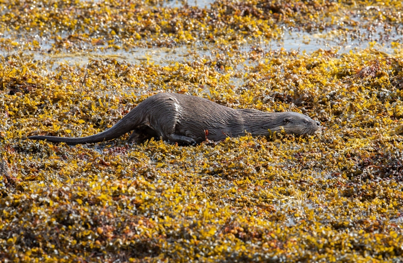 Eurasian Otter - Isle of Mull - Scotland