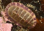 Tonicella marmorea