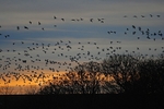 Barnacle Geese