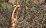 Gerenuk.