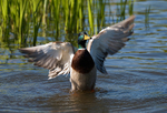 Mallard