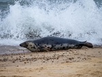 Atlantic Grey Seal