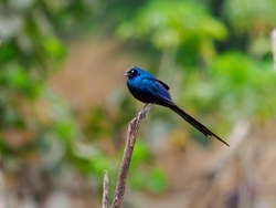 Long tailed glossy starling