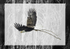 Eagle with Silver Trees