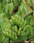 Crimson-collared Tanager portfolio