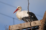 White Stork
