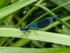 Banded Demoiselle