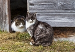 Farm Cats
