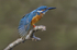 Male Kingfisher