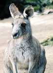 Kangaroo _AGT051