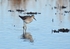 Lesser Yellowlegs