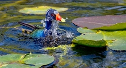 Birds 030