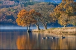 Autumn Morning