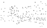 SPRING WATERFOWL - PORT ROWAN