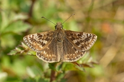 Dingy Skipper