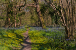 Bluebell Copse