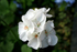 White Geranium