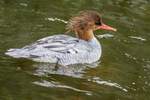 Scaly-sided Merganser 2