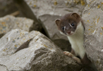 Stoat Kit. Conwy, ref st 13