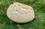Agaricus sp