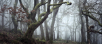 The Woods