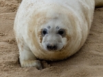 Atlantic Grey Seal