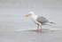 Adult Glaucous-winged Gull, Silver Salmon Creek, Alaska