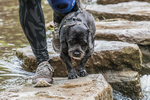 Dovedale Dash-590