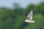 Franklin's Gull in flight, Minnesota