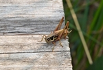 Roesel's Bush-cricket