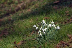 Snowdrops in Spring