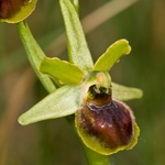 Small Spider  Orchid (Ophrys araneola