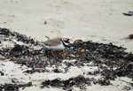 Ringed Plover